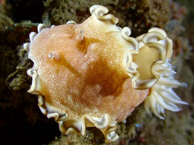 Brown-edge Glossodoris