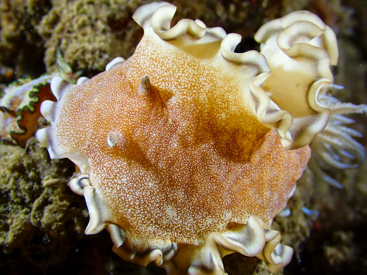 Brown-edge Glossodoris