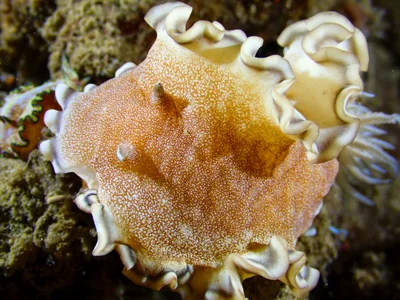 Brown-edge Glossodoris
