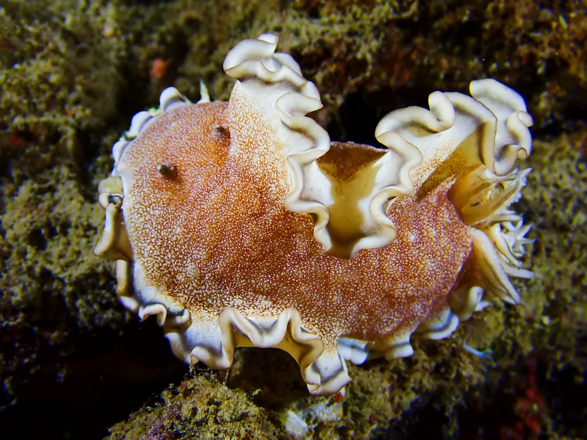 Brown-edge Glossodoris