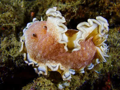 Brown-edge Glossodoris