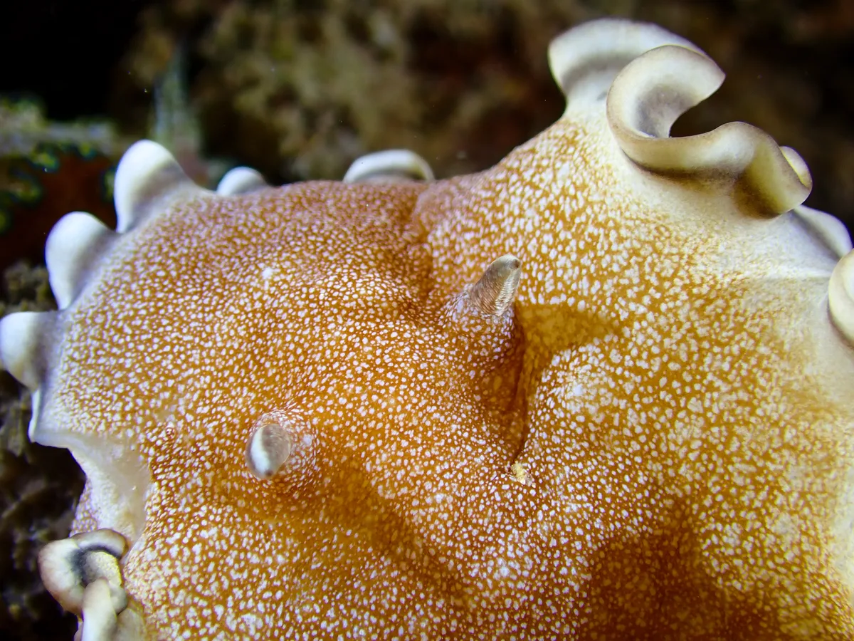 Brown-edge Glossodoris