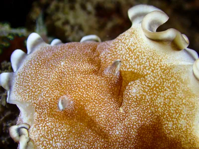 Brown-edge Glossodoris