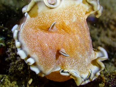 Brown-edge Glossodoris