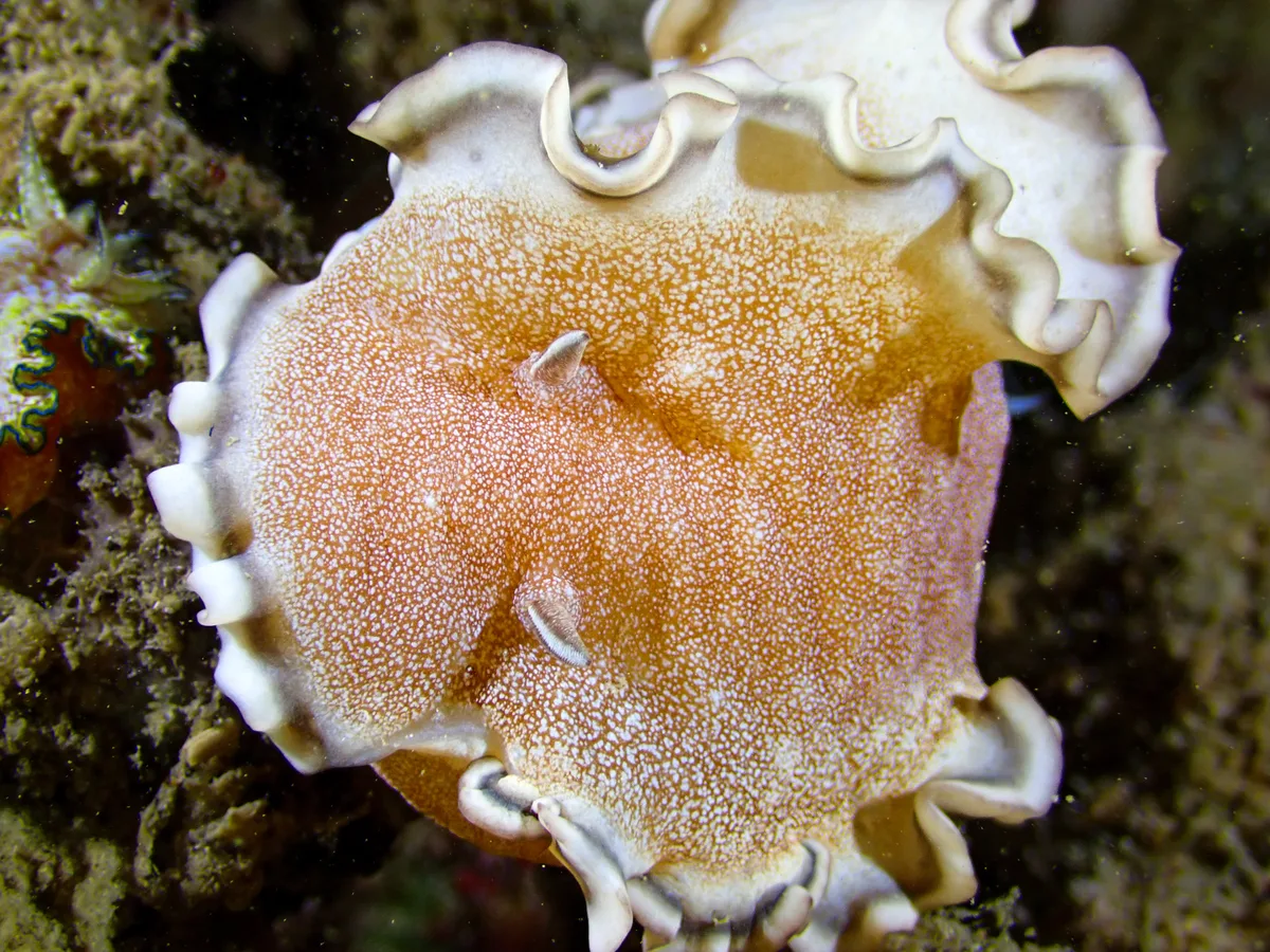 Brown-edge Glossodoris