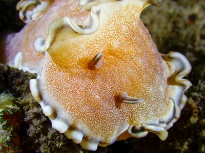 Brown-edge Glossodoris