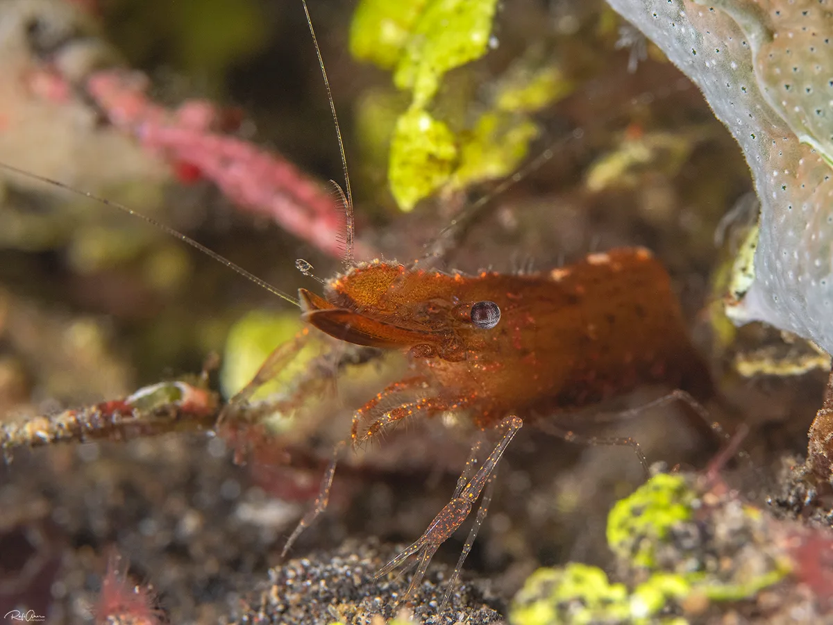Leander tenuicornis