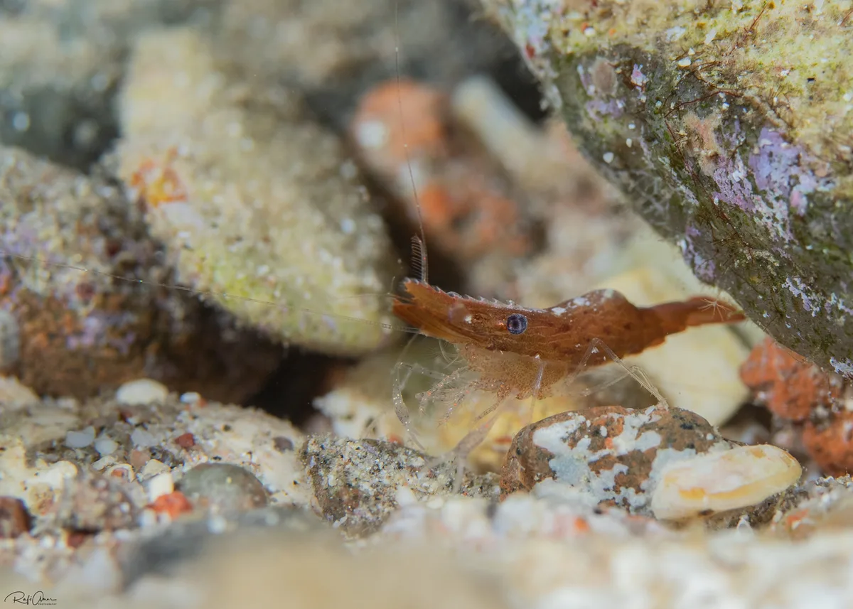 Leander tenuicornis