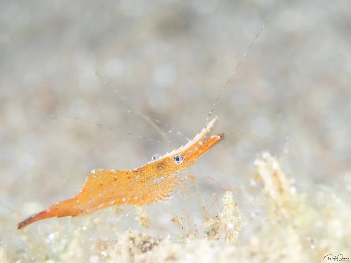 Leander tenuicornis