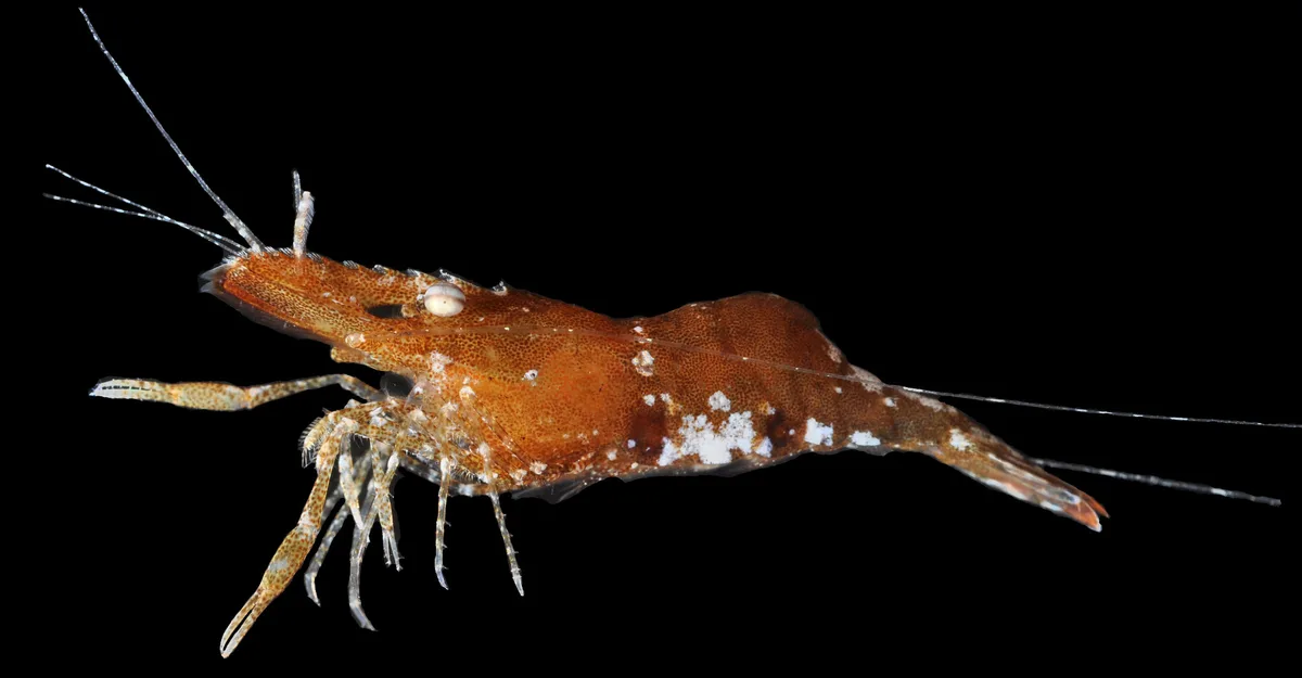 Leander_tenuicornis
