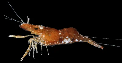 Leander_tenuicornis