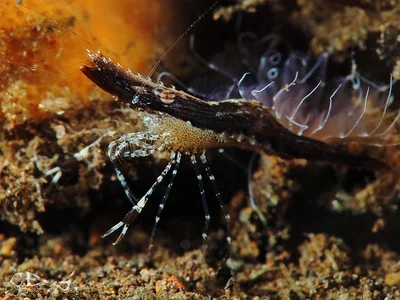 Leander tenuicornis