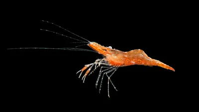Leander-tenuicornis