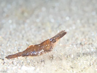 Brown Grass Shrimp - Leander tenuicornis