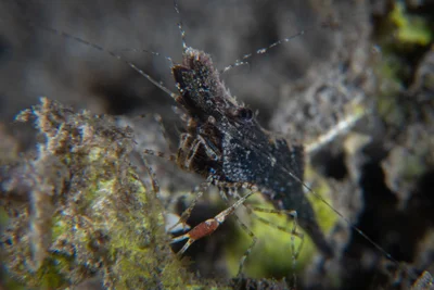 Brown Grass Shrimp / Leander tenuicornis