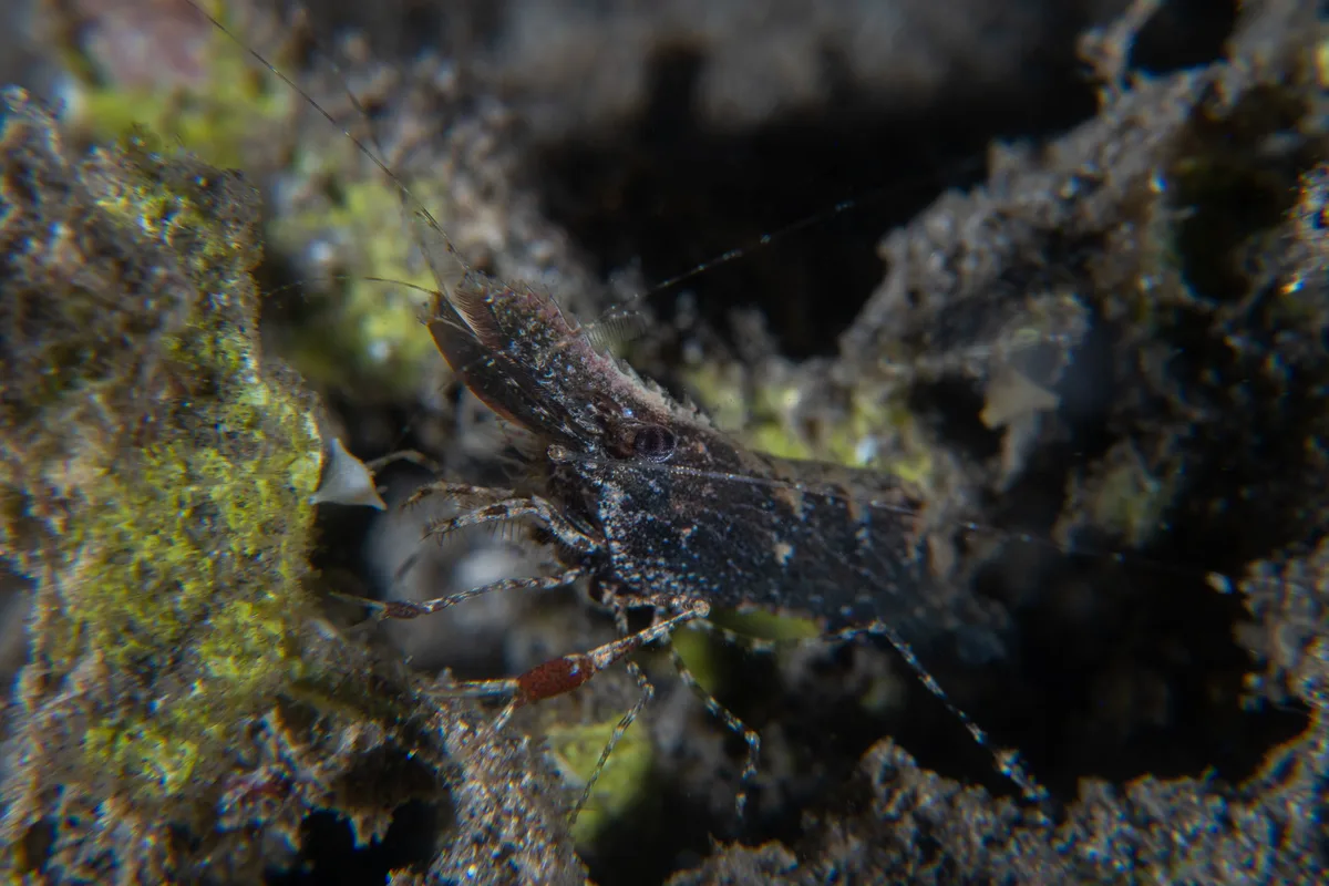 Brown Grass Shrimp / Leander tenuicornis