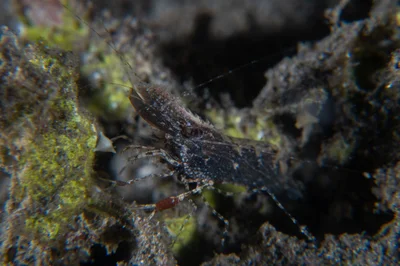 Brown Grass Shrimp / Leander tenuicornis