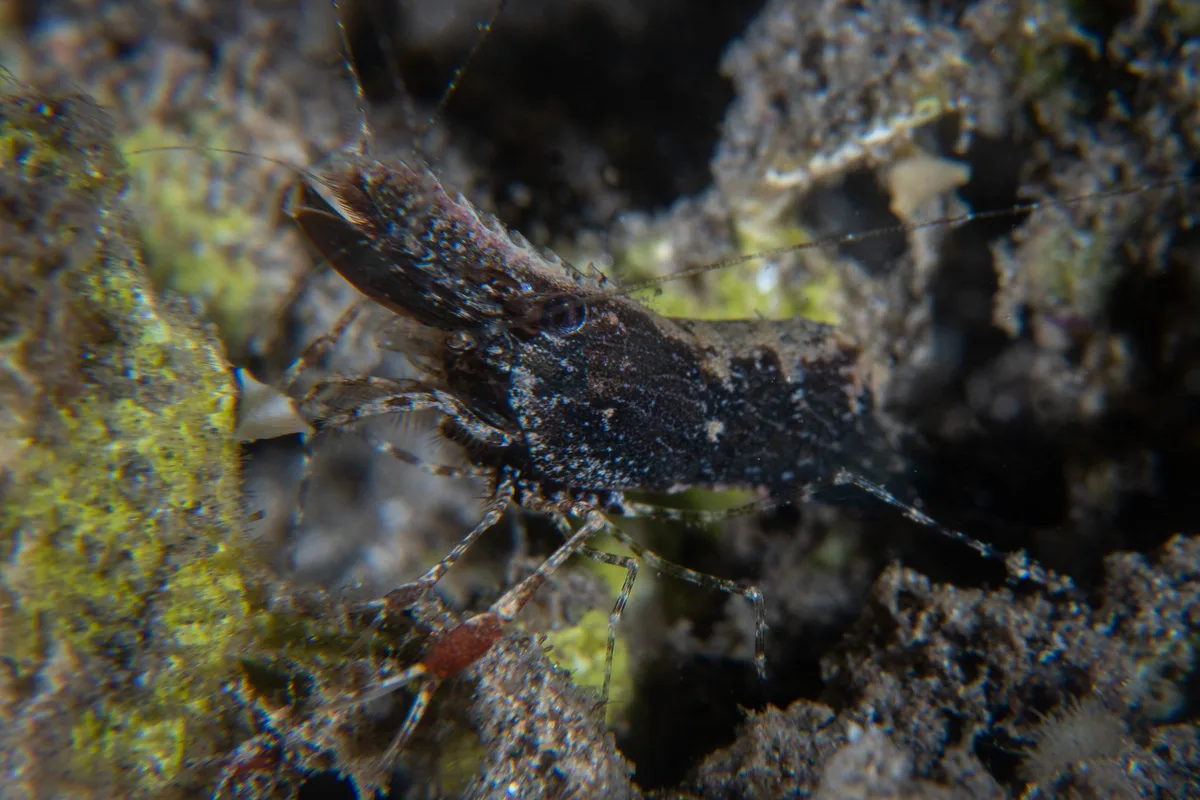 Brown Grass Shrimp / Leander tenuicornis