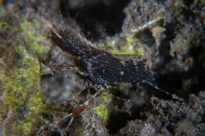 Brown Grass Shrimp / Leander tenuicornis
