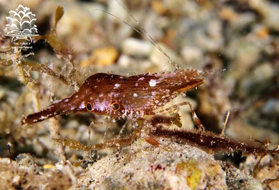 Leander tenuicornis (Brown Grass Shrimp), Romblon Island, Philippines