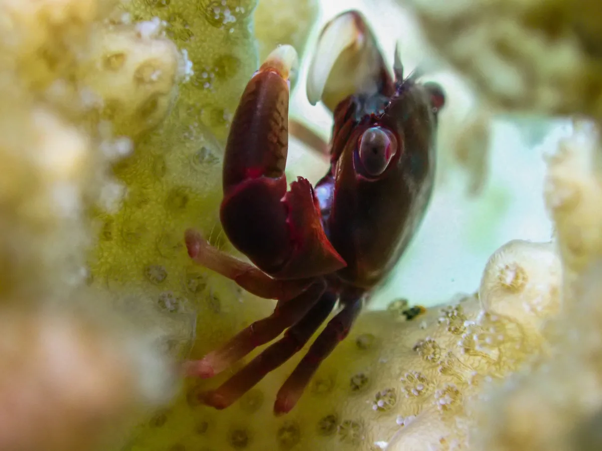 Brown Guard Crab