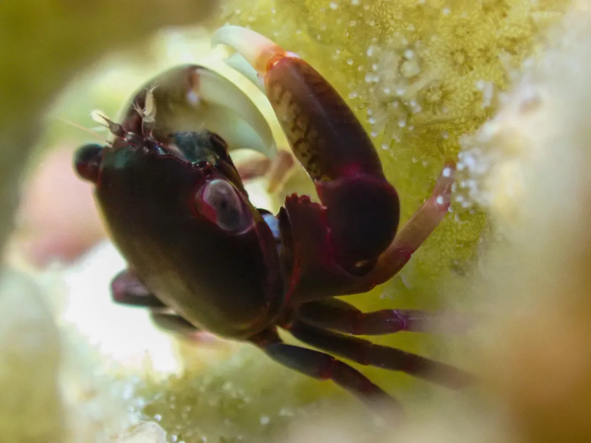 Brown Guard Crab