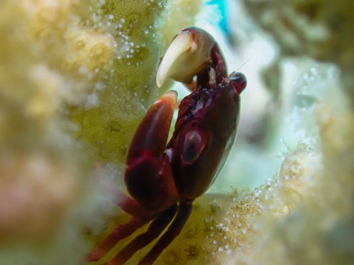Brown Guard Crab