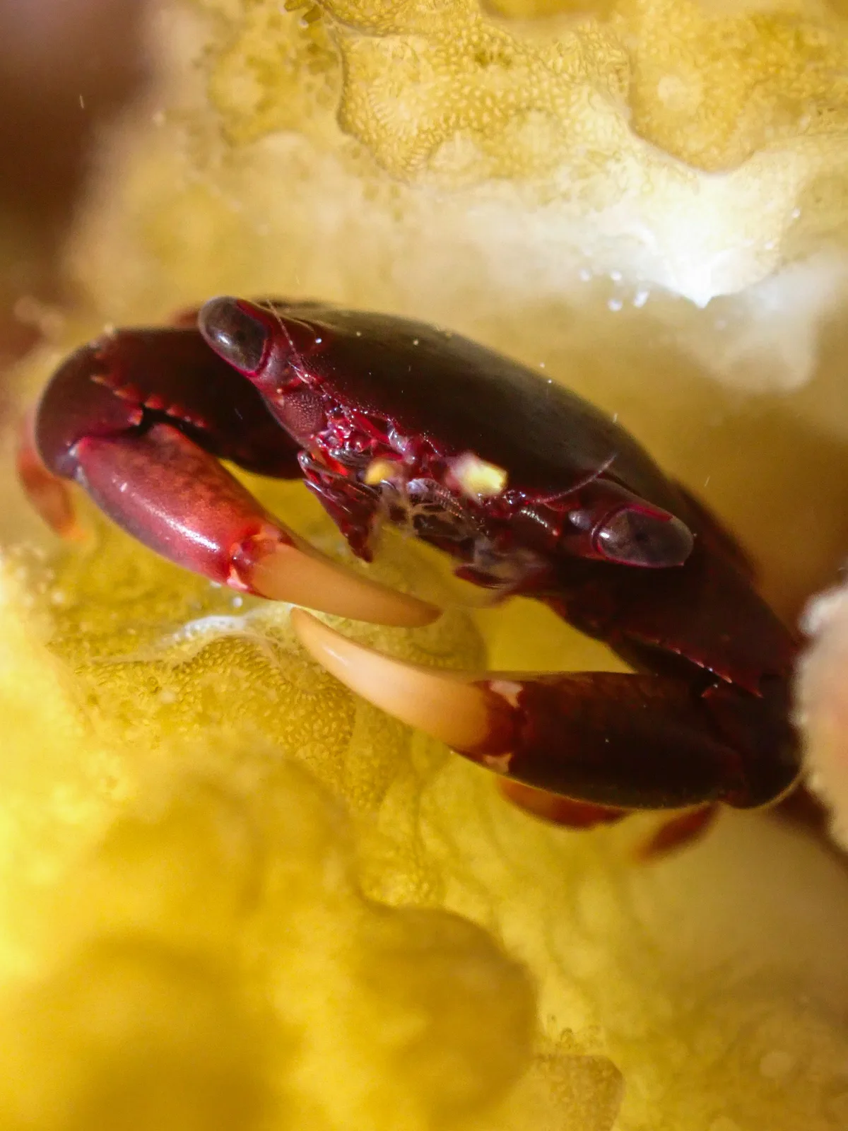 Brown Guard Crab