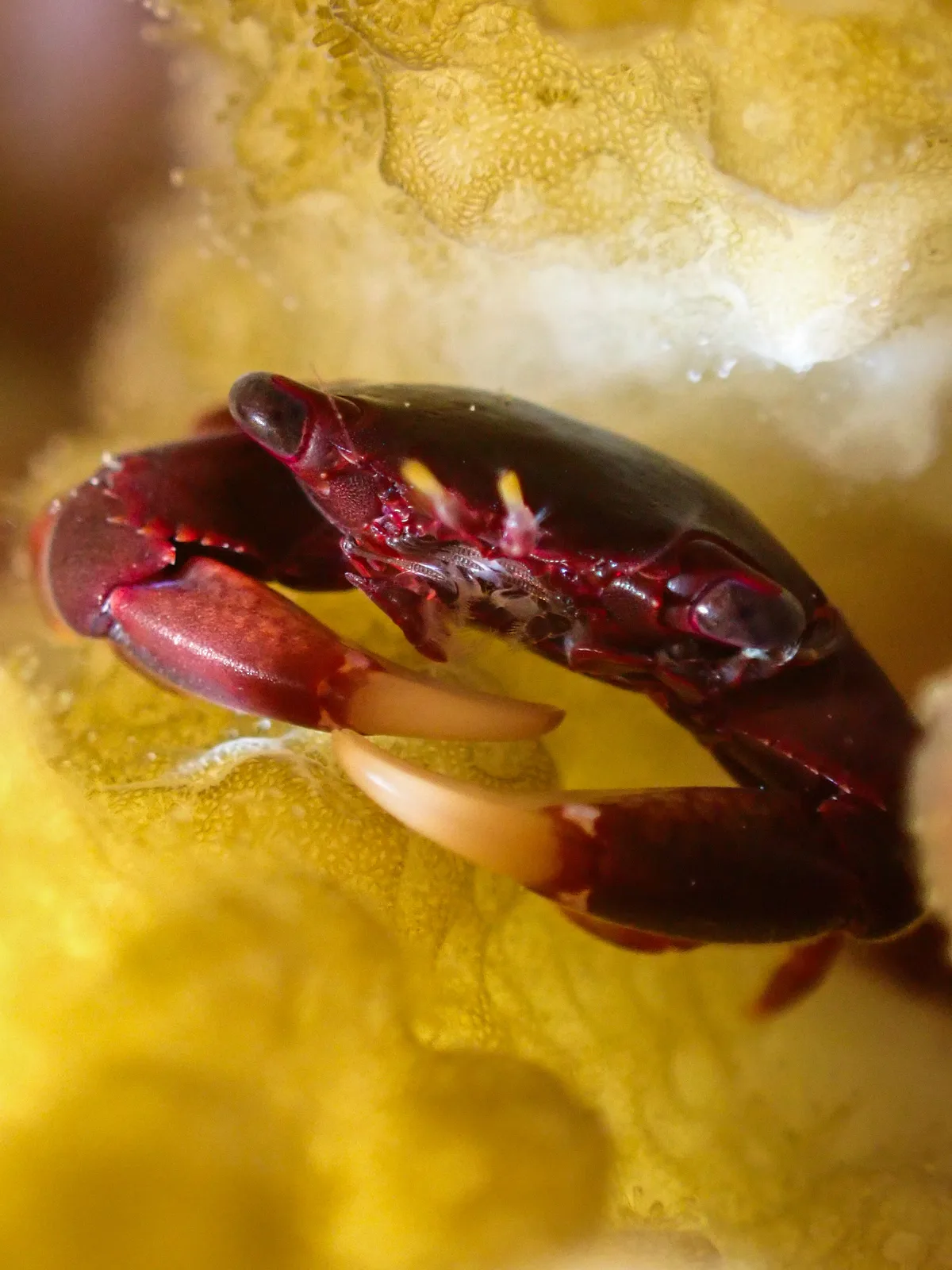 Brown Guard Crab
