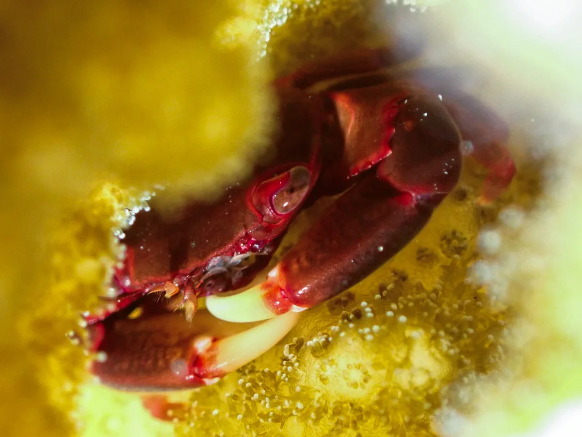 Brown Guard Crab