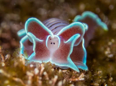 Hydatina physis