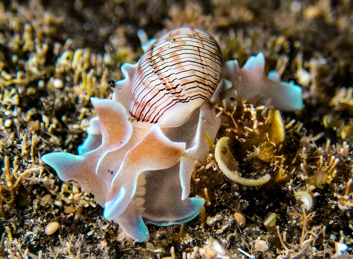 Hydatina physis