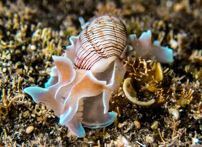 Hydatina physis