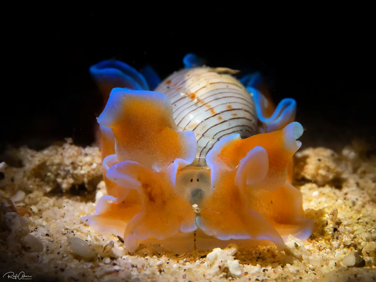 Hydatina physis - Hydatina physis