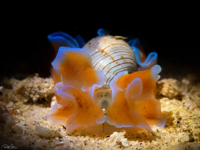 Hydatina physis - Hydatina physis