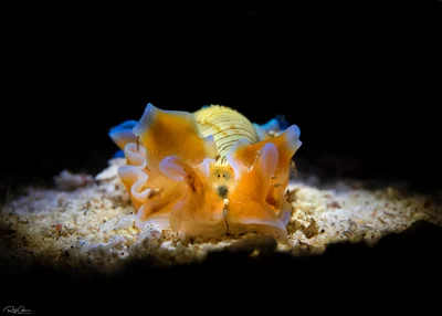 Hydatina physis - Hydatina physis