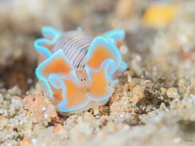 Striped Paper Bubble - Hydatina physis