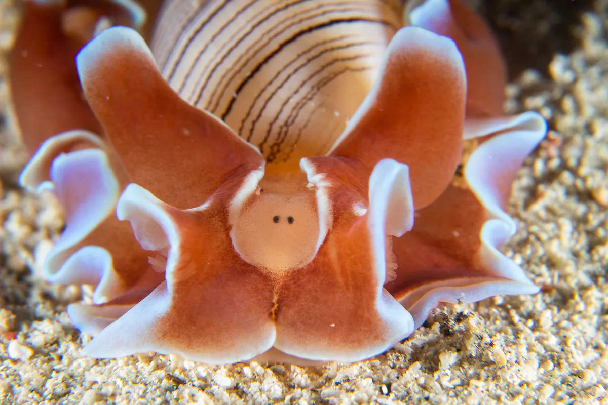 Hydatina physis