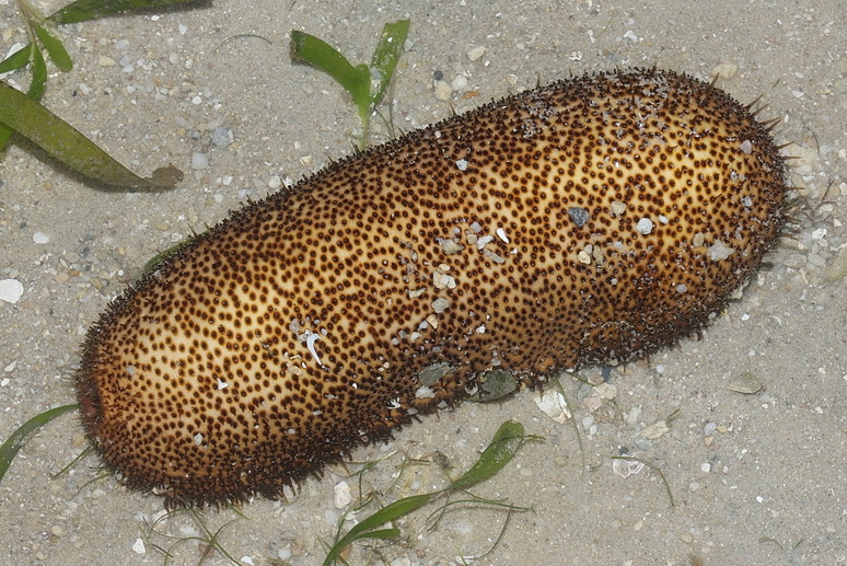 Bohadschia vitiensis