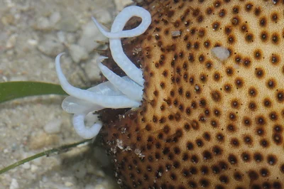 Bohadschia vitiensis