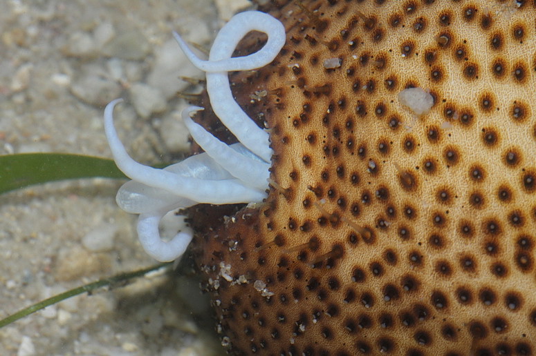 Bohadschia vitiensis