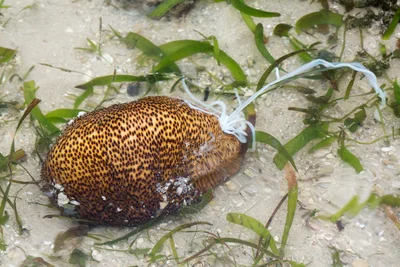 _Z2A3923 Bohadschia vitiensis