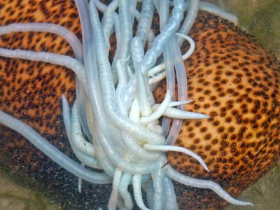 Brown sandfish sea cucumber (Bohadschia vitiensis)
