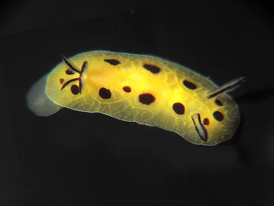 Halgerda brunneomaculata - Flinders Reef, Australia