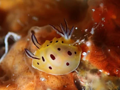 Halgerda brunneomaculata - Grotto, Saipan