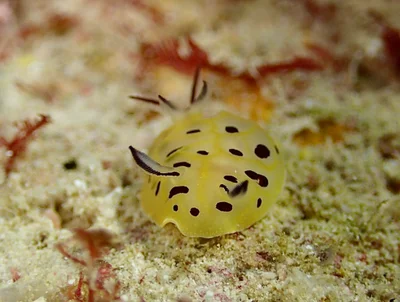 Halgerda brunneomaculata - Saipan, Northern Mariana Islands, MP