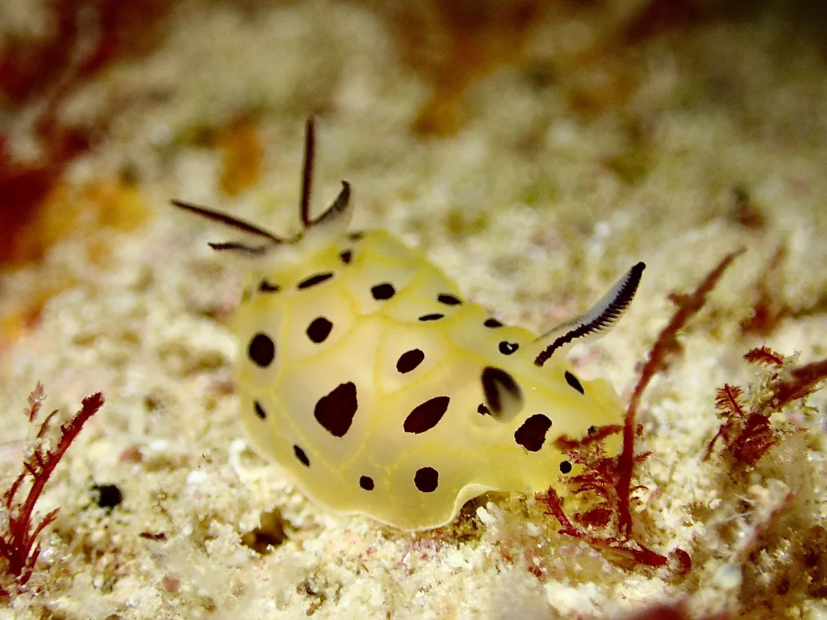 Halgerda brunneomaculata - Saipan, Northern Mariana Islands, MP