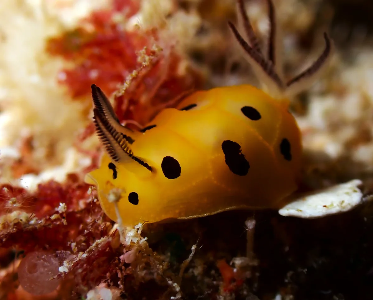 Halgerda brunneomaculata - The Grotto Dive Site