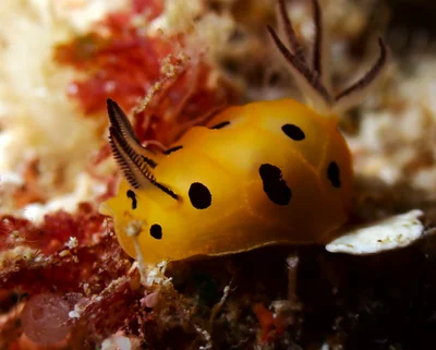 Halgerda brunneomaculata - The Grotto Dive Site