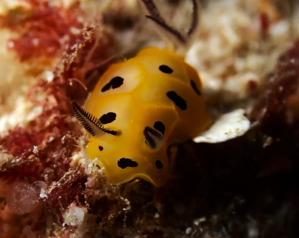 Halgerda brunneomaculata - The Grotto Dive Site